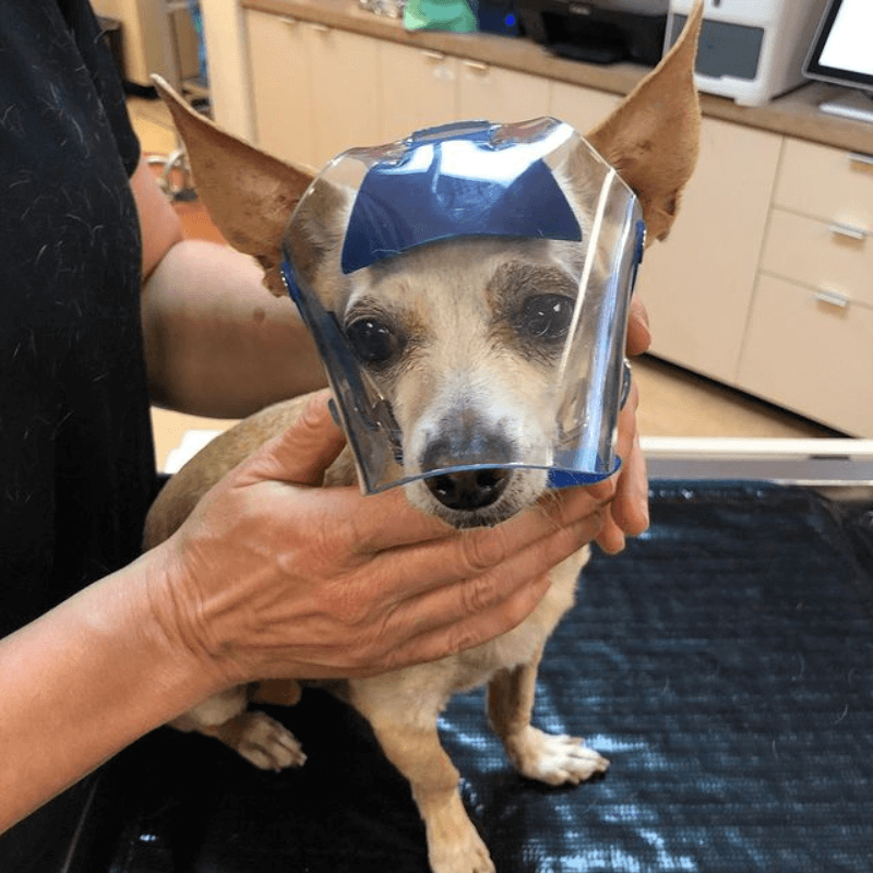 dog wearing eye shield