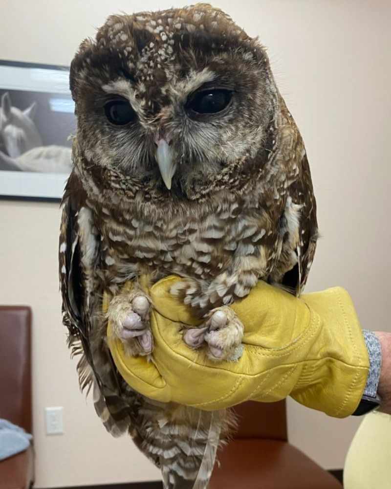 vet holding an owl