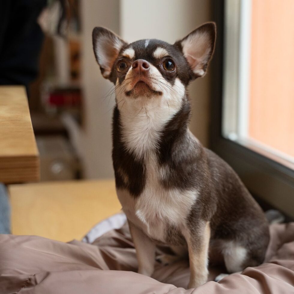 Client Referral Form Animal Eye Center