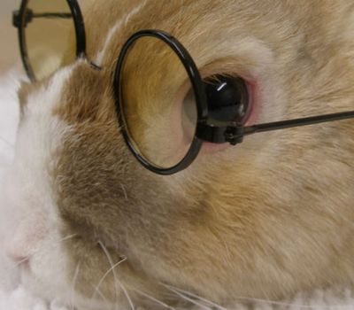 pet wearing glasses