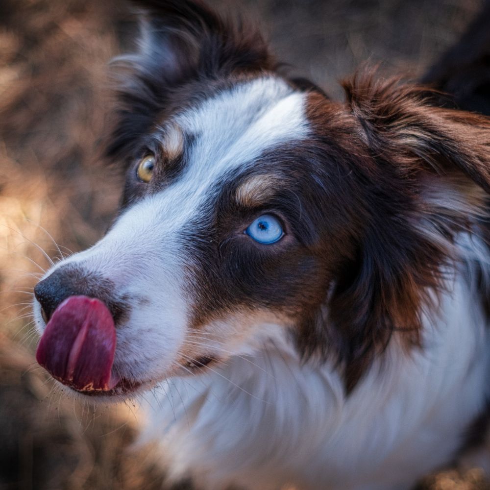 dog with one brown eye and one blue eye