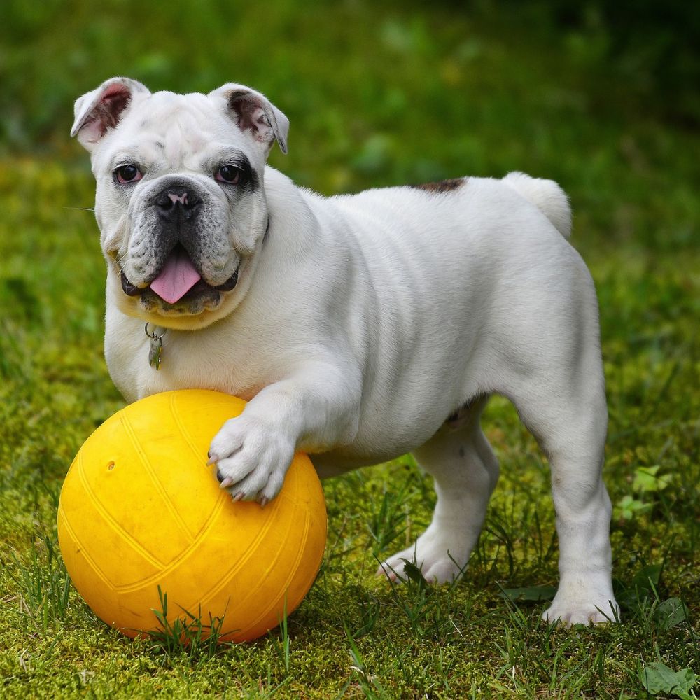 dog playing with volleyball