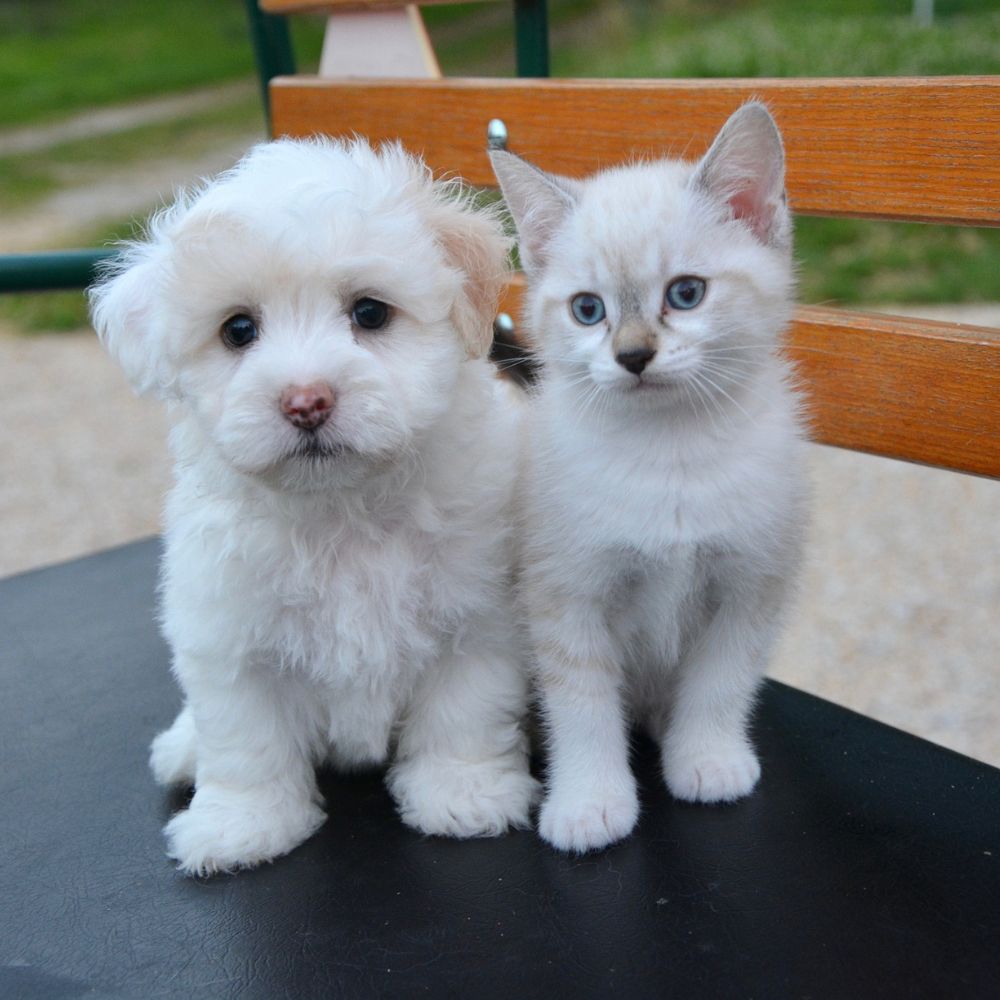 pupy and kitten sitting on the chair