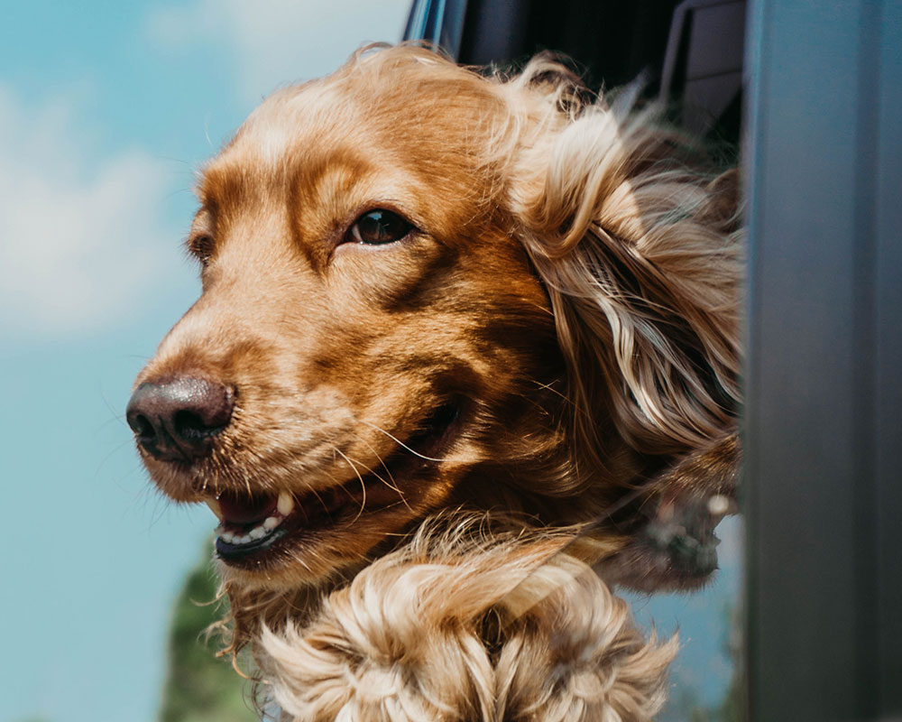 happy dog on car ride