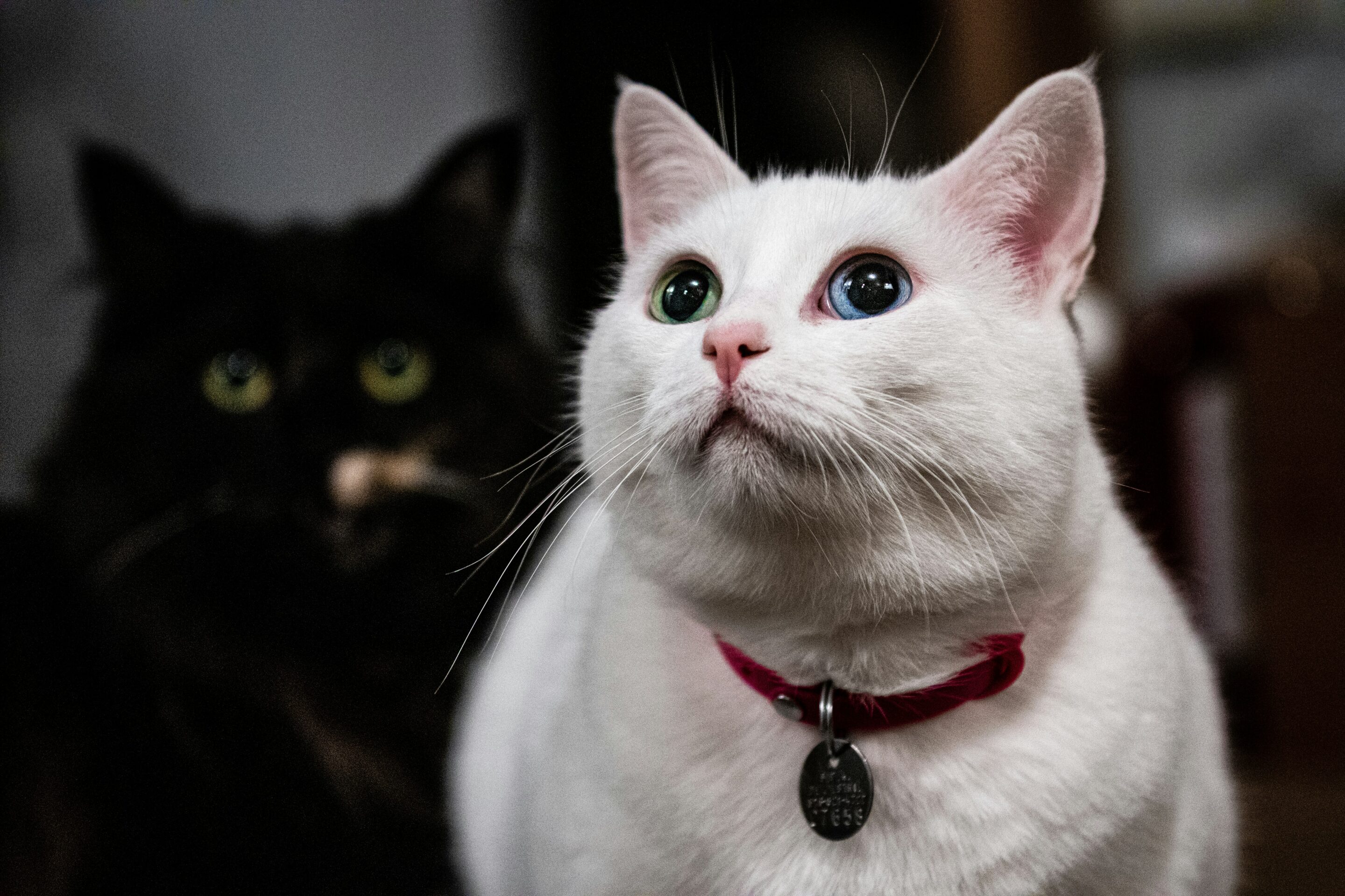A white cat with a black behind it, staring at the camera