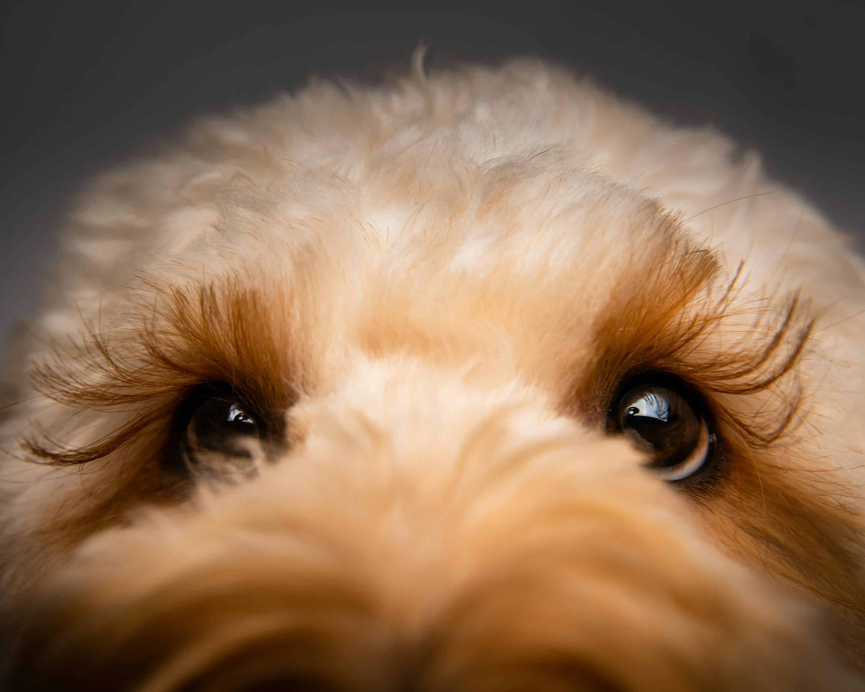 Close up of a dog's eyes