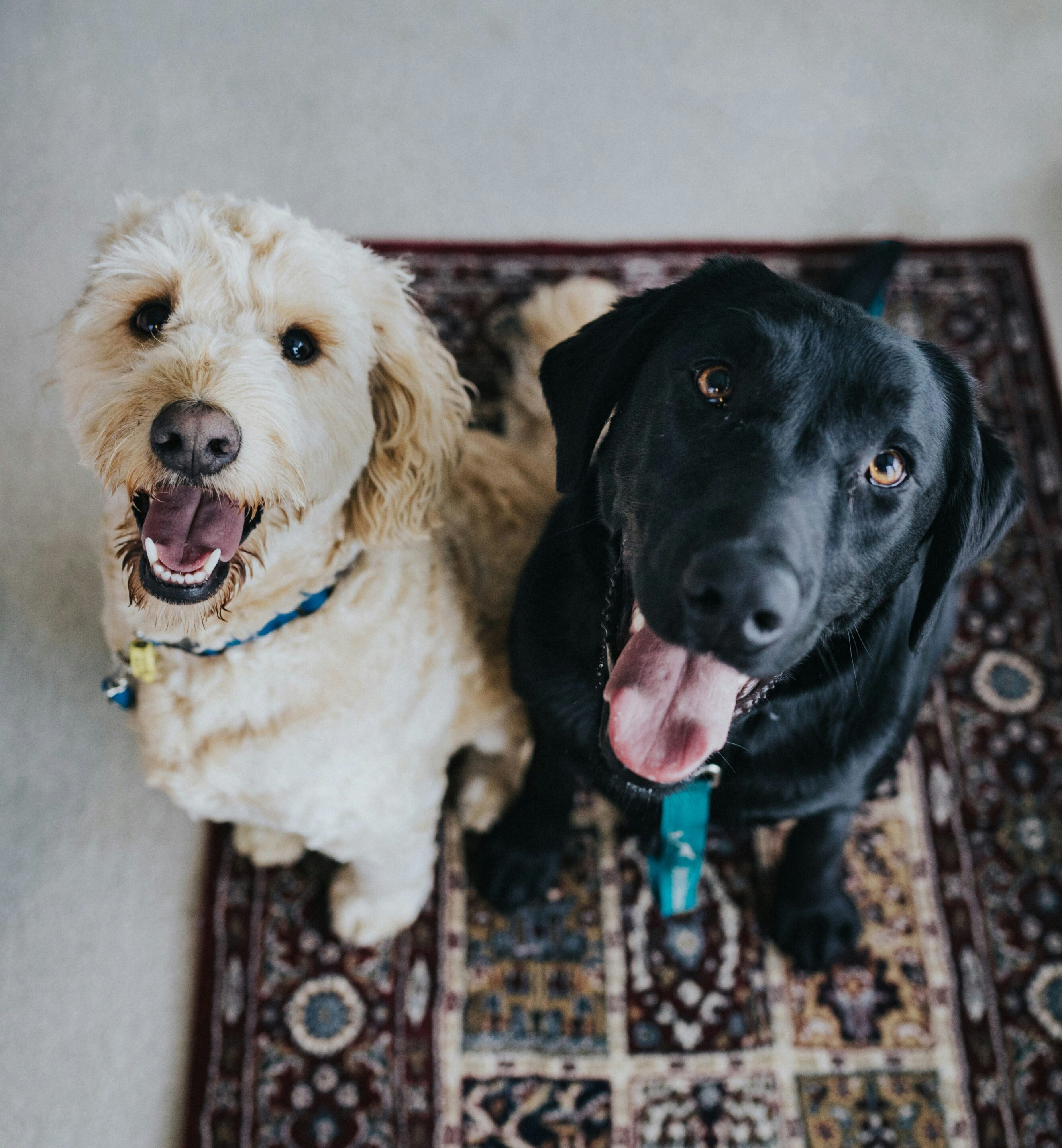 Two dogs staring up at the camera