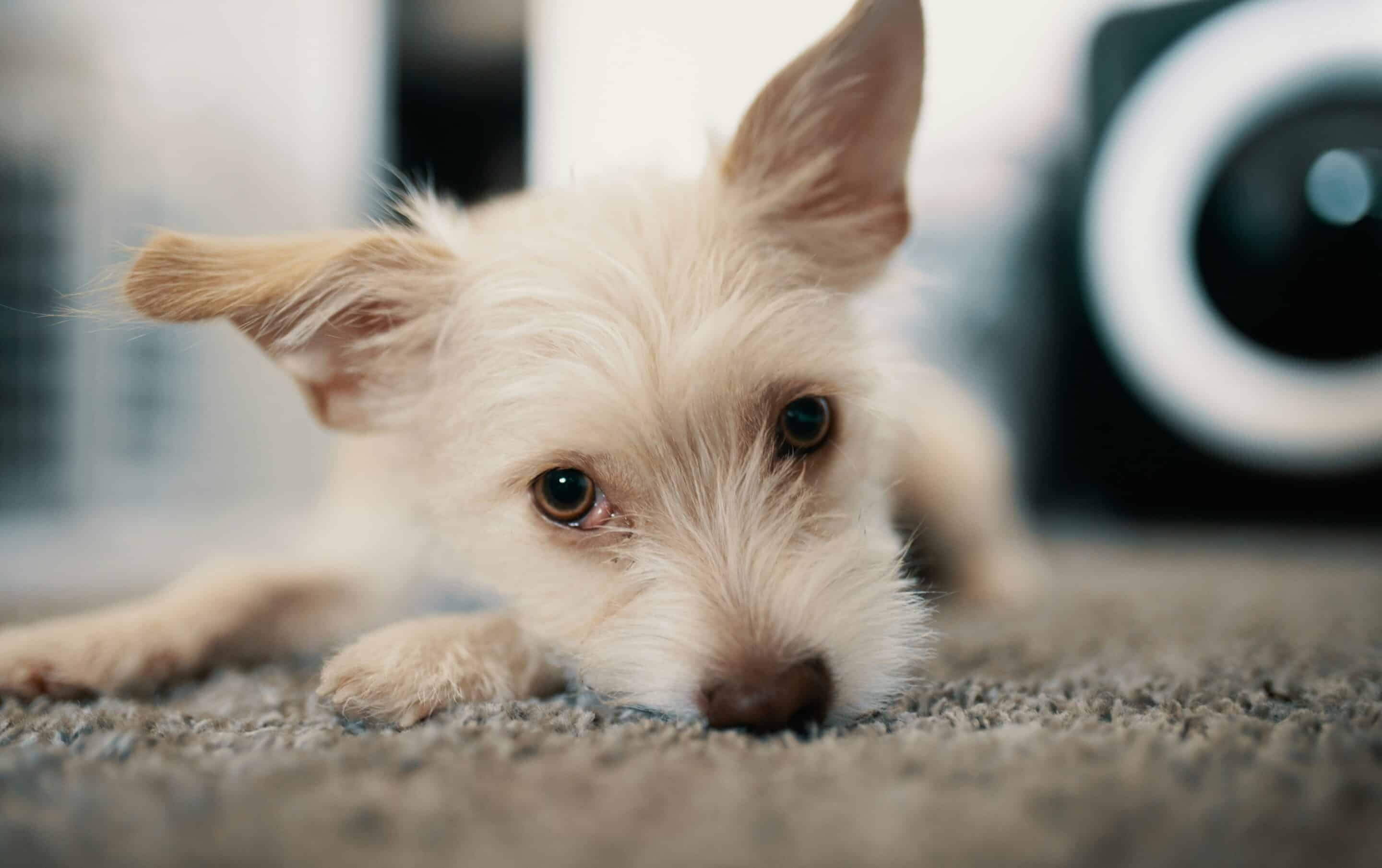 A white dog laying down, staring at the camera