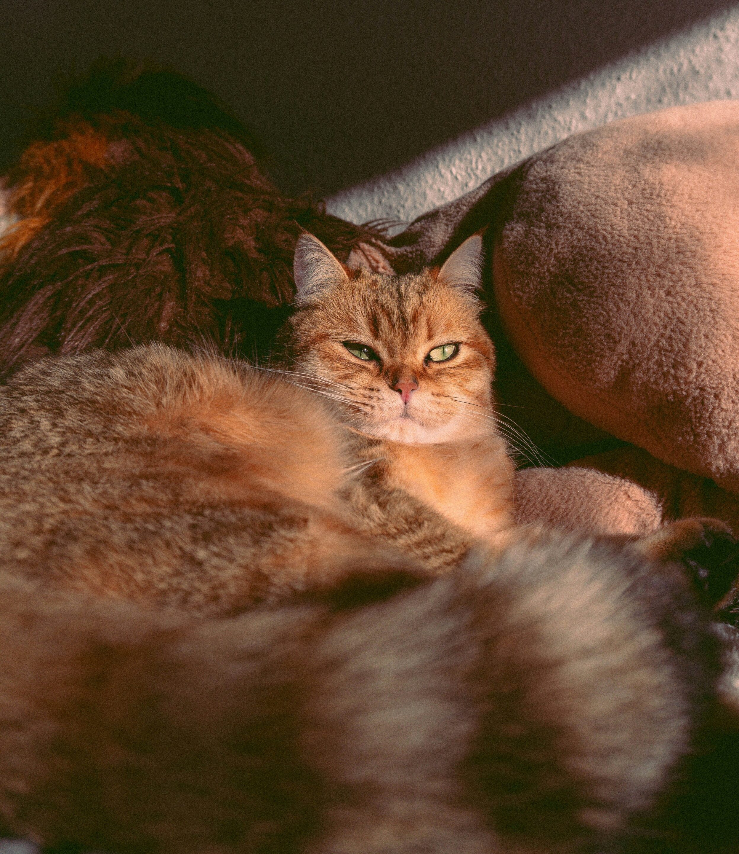 A cat laying down, staring at the camera